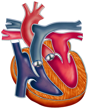 Four Chambered Adult Human Heart. Illustrated by Laura Maaske.